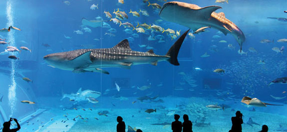 l'Aquarium d'Istanbul - prix musées istanbul 2020 