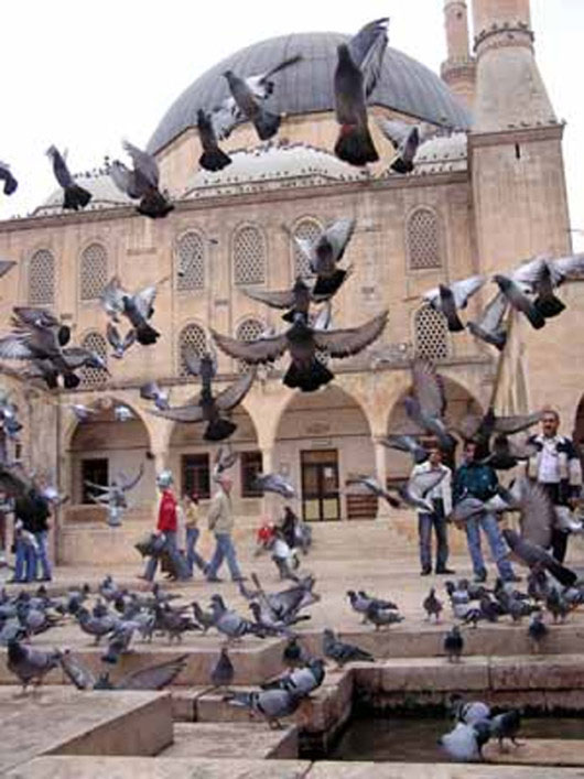 Les Oiseaux d'Istanbul