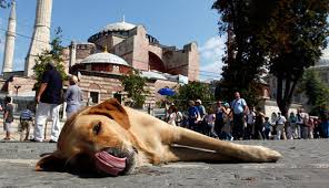 les chiens de rue à Istanbul