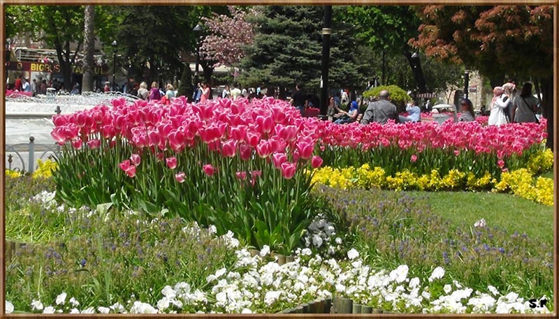 Le Festival de Tulipe d'Istanbul